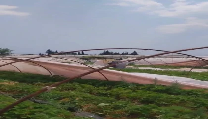 Antalyada hortum seralara zarar verdi