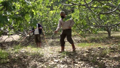 Antalyada incir bahçelerinde yeni sezon hazırlıkları