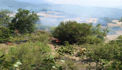 Antalyada ormanı tehdit eden yangın kontrol altına alındı