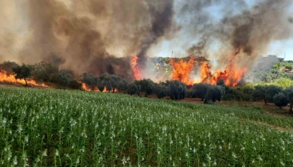Antalyada ormanlık ve kırsal alanda çıkan yangın kontrol altına alındı