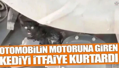 Aracın motoruna giren yavru kediyi itfaiye kurtardı