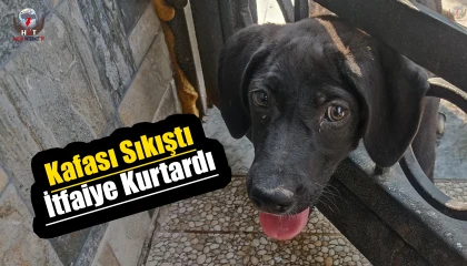 Arsuzda kafasını korkuluğa sıkıştıran köpeği itfaiye kurtardı