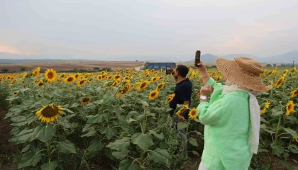 Ayçiçek tarlaları özçekim alanına dönüştü