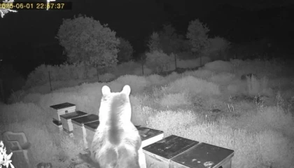 Ayının kovanlara saldırdığı anlar kamerada