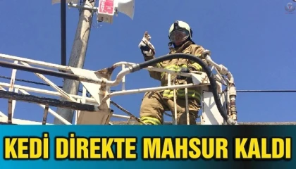 Balkondan atladığı direkte mahsur kalan kediyi itfaiye kurtardı