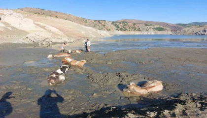 Bataklığa saplanan 6 inek kurtarıldı