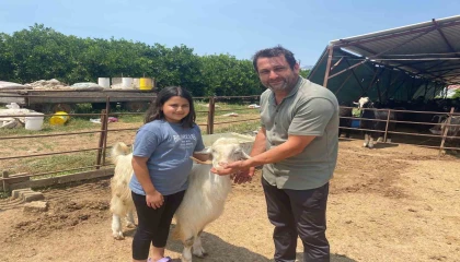 Bayramın en şanslı keçisi kesilmekten kurtuldu