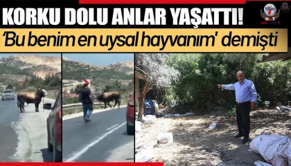 Bu benim en uysal hayvanım dediği boğa, karayolunda trafiği durdurarak korku dolu anlar yaşattı