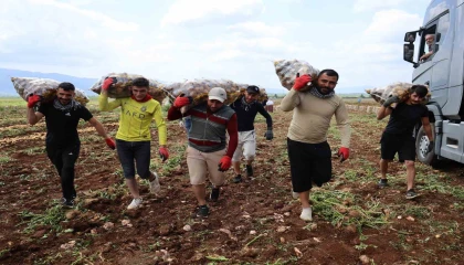 Bunlar özel işçiler: Günlük 250-300 ton patates yükleyip 2 bin 500 TL kazanıyorlar