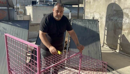 Çatılara kurulan kafeste işe yaramadı, firari maymun hala yakalanamadı