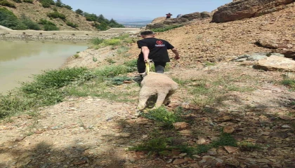 Dağlık alanda mahsur kalan kurbanlık koyunu ekipler kurtardı