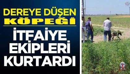 Dereye düşen köpeği itfaiye ekipleri kurtardı
