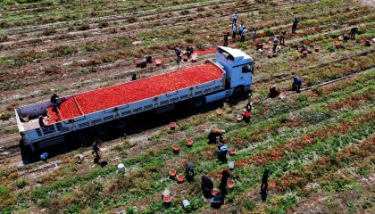 Domatesin tarlada kilogram fiyatı 3 liraya kadar düştü