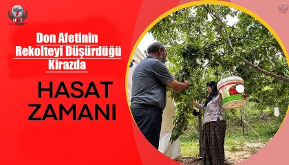 Don afetinin rekolteyi düşürdüğü kirazda hasat vakti