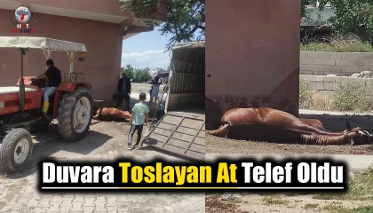 Duvara toslayan at telef oldu