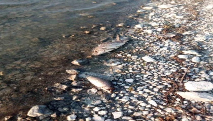 Eğirdir Gölünde yüzlerce sazan balığı ölü bulundu