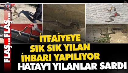 Fabrikaya giren yılanı itfaiye ekipleri yakaladı