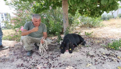 Firar eden kurbanlık, 10 gün sonra yakalandı