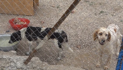 Gönüllüler hasta ve yaşlı sokak hayvanları için koruma alanı yaptı