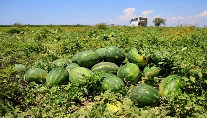 Hasadı süren karpuzun kilosu 9-10 liraya geriledi