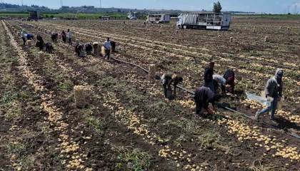 Hasadı süren patateste fiyat 7 liraya kadar geriledi