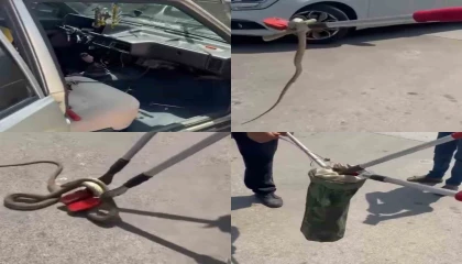 Hastane bahçesindeki otomobilden yılan çıktı