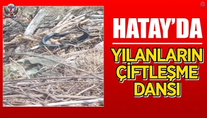 Hatayda çiftleşen yılanlar kameraya yakalandı