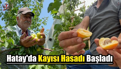 Hatay'da Kayısı Hasadı Başladı
