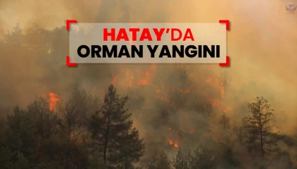 Hatayda orman yangını