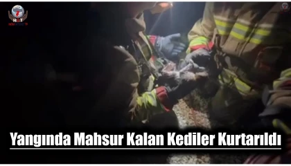 Hatay'da Yangında Mahsur Kalan Kediler Kurtarıldı