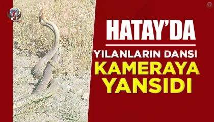 Hatayda yılanların çiftleşme dansı kamerada