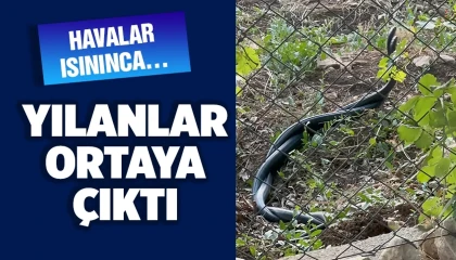 Hatayda yılanların dansı