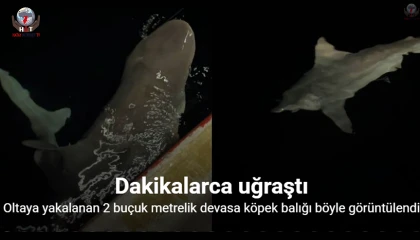 Heyecanla yakaladığı 2 buçuk metrelik devasa köpek balığını denize bıraktı