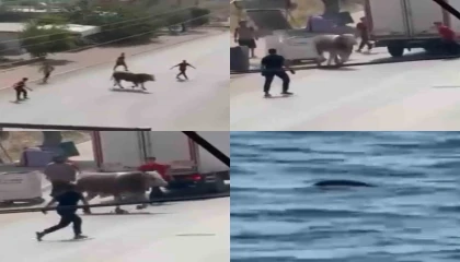 Kaçan boğa ortalığı bir birine kattı, diğeri ise denizde telef oldu