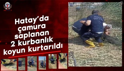 Kaçarak çamura saplanan kurbanlık koyunları itfaiye kurtarıldı