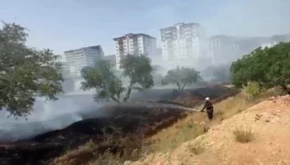 Kahramanmaraşta zeytinlik yangını