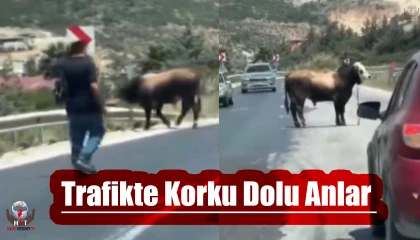 Karayolunda trafiği durduran boğa, sahiplerine korku dolu anlar yaşattı