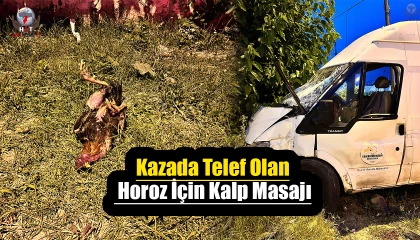 Kazada telef olan horoz için kalp masajı yaptı