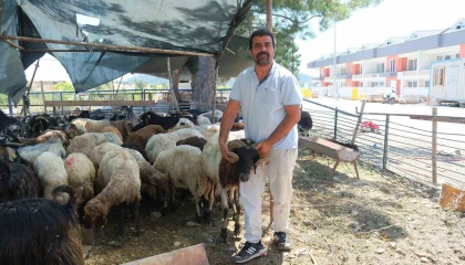 Kemer Belediyesinde kurban satış alanlarında denetim