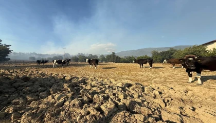 Kozandaki orman yangınında çiftçiler, hayvanlarını korumak için mücadele etti