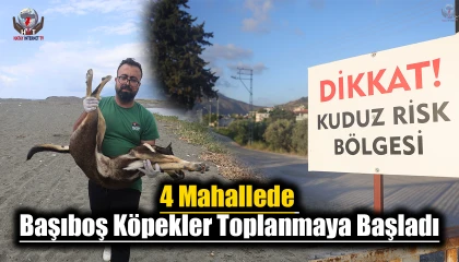 Kuduz karantinasındaki 4 mahallede başıboş köpekler toplanmaya başladı