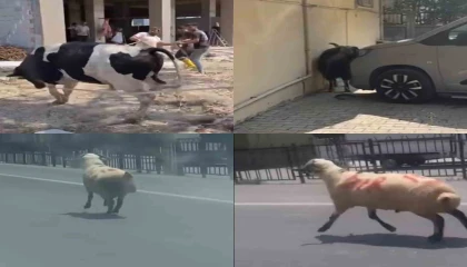 Kurbanlıklar firarda