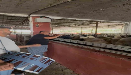 Kurbanlıklara davullu zurnalı konser