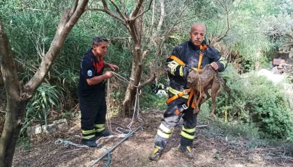 Kuyuya düşüp mahsur kalan çakal kurtarıldı