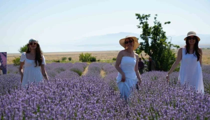 Lavanta tarlalarında mor bir şölen: Festival hasatla başladı, koku atölyeleri mest etti