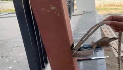 Mahsur kalan kuş demir direk kesilerek kurtarıldı