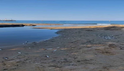 Manavgatta balık ölümleri alarm verdi, kimyasal kirlilik inceleniyor