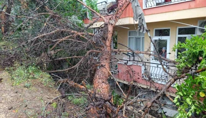 Manavgatta dev ağaç binanın üzerine devrildi