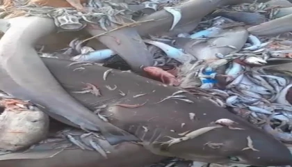 Mersin Valiliğinden köpek balığı açıklaması