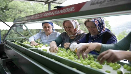 Mersinde erik üreticilerine ikinci boylama makinesi desteği